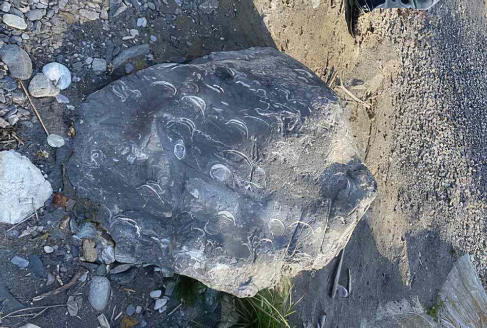 Ein Ausnahmefund: fossile Armfüßer wie situ am Meeresboden